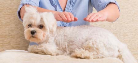 Reiki Treatment Reiki Treatment